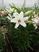 [4325 Constanta VZ No01.JPG]